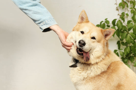How to Keep Your Dog Healthy Naturally: A Simple Guide Every Pet Owner Should Know (+ Bonus Homemade Dog Food Recipe)